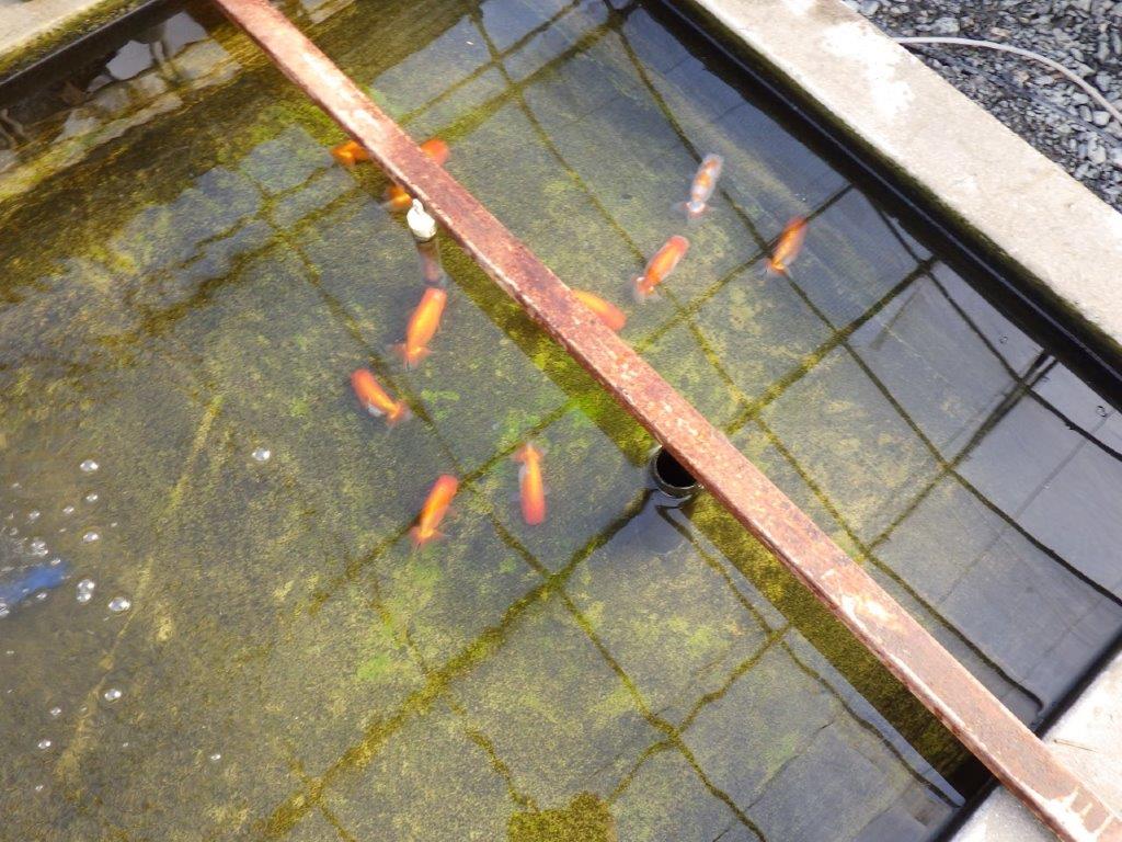 【私共がタタキ池で管理　岡山村上暢彦氏】口紅が可愛い当歳らんちゅう　約11,5㎝ オス？