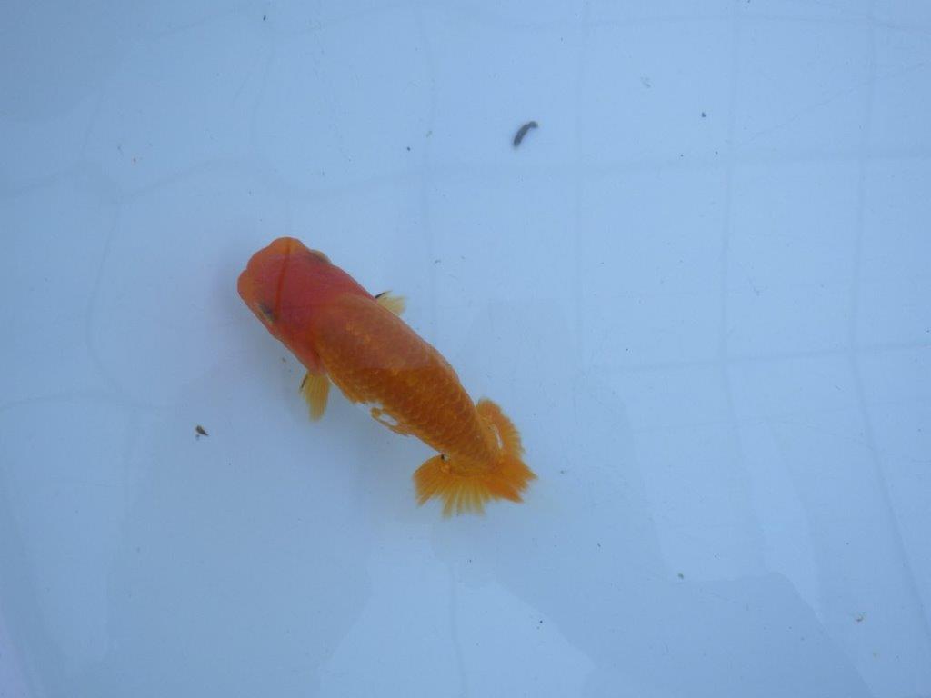 【私共がタタキ池で管理 岡山村上暢彦氏】成長が楽しみな当歳らんちゅう 約11㎝ オス?