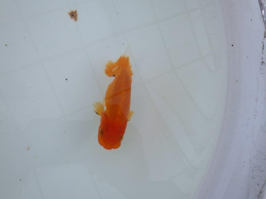 【私共がタタキ池で管理 岡山村上暢彦氏】成長が楽しみな当歳らんちゅう 約11㎝ オス?