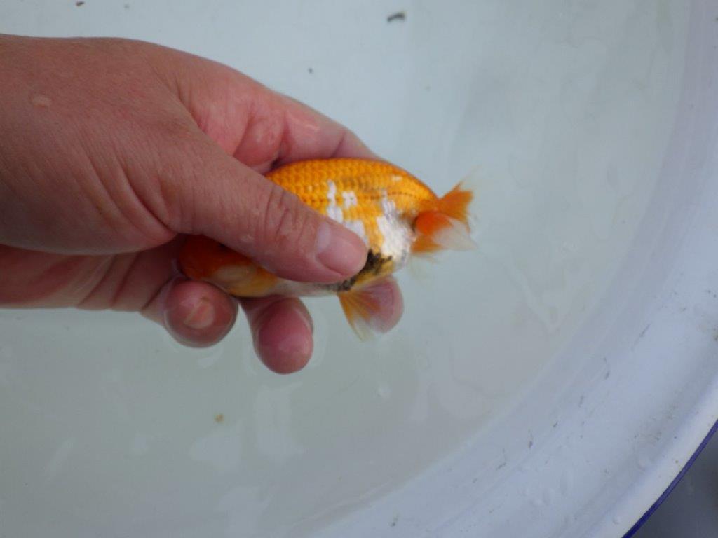 【私共がタタキ池で管理 岡山村上暢彦氏】成長が楽しみな当歳らんちゅう 約11㎝ オス?