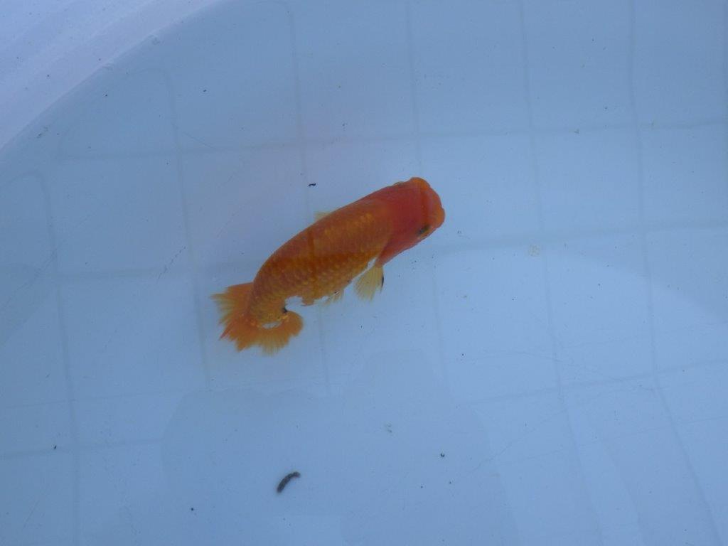 【私共がタタキ池で管理 岡山村上暢彦氏】成長が楽しみな当歳らんちゅう 約11㎝ オス?