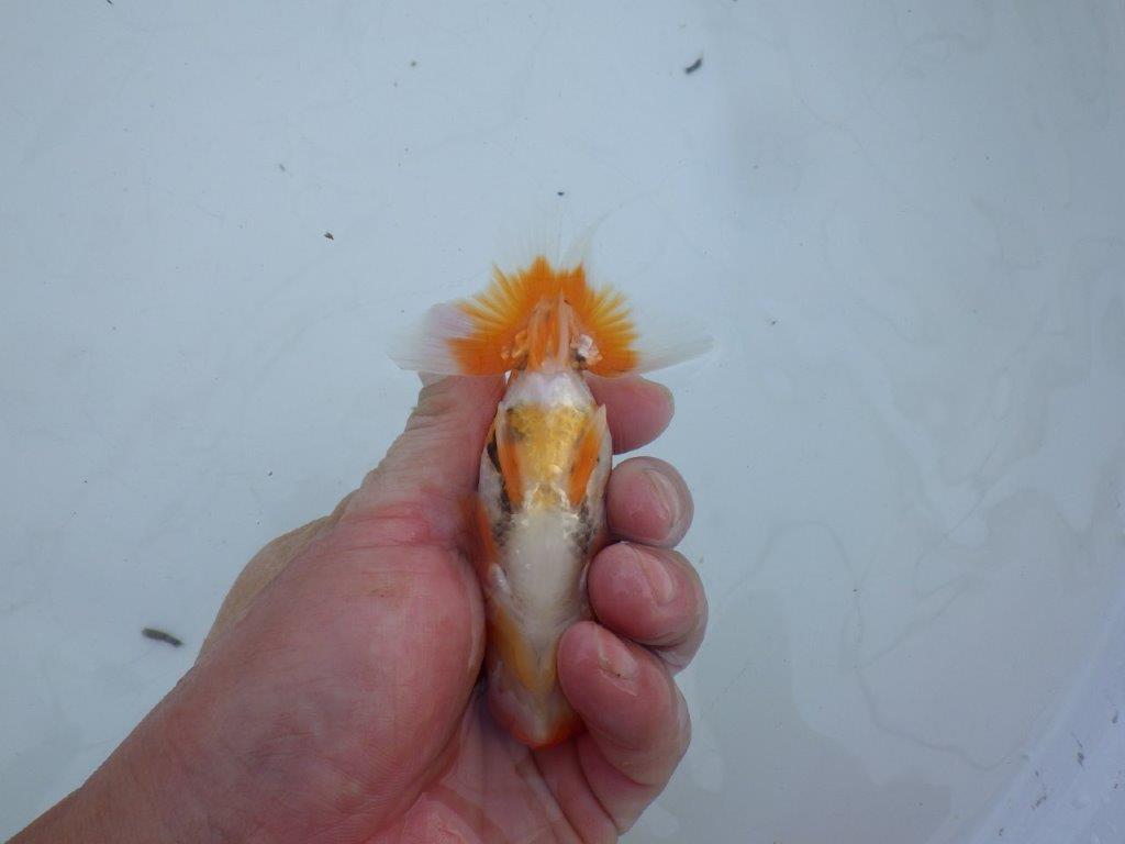 【私共がタタキ池で管理 岡山村上暢彦氏】成長が楽しみな当歳らんちゅう 約11㎝ オス?