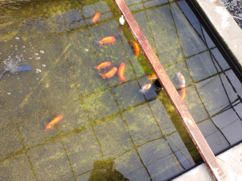 【私共がタタキ池で管理 岡山村上暢彦氏】成長が楽しみな当歳らんちゅう 約11㎝ オス?