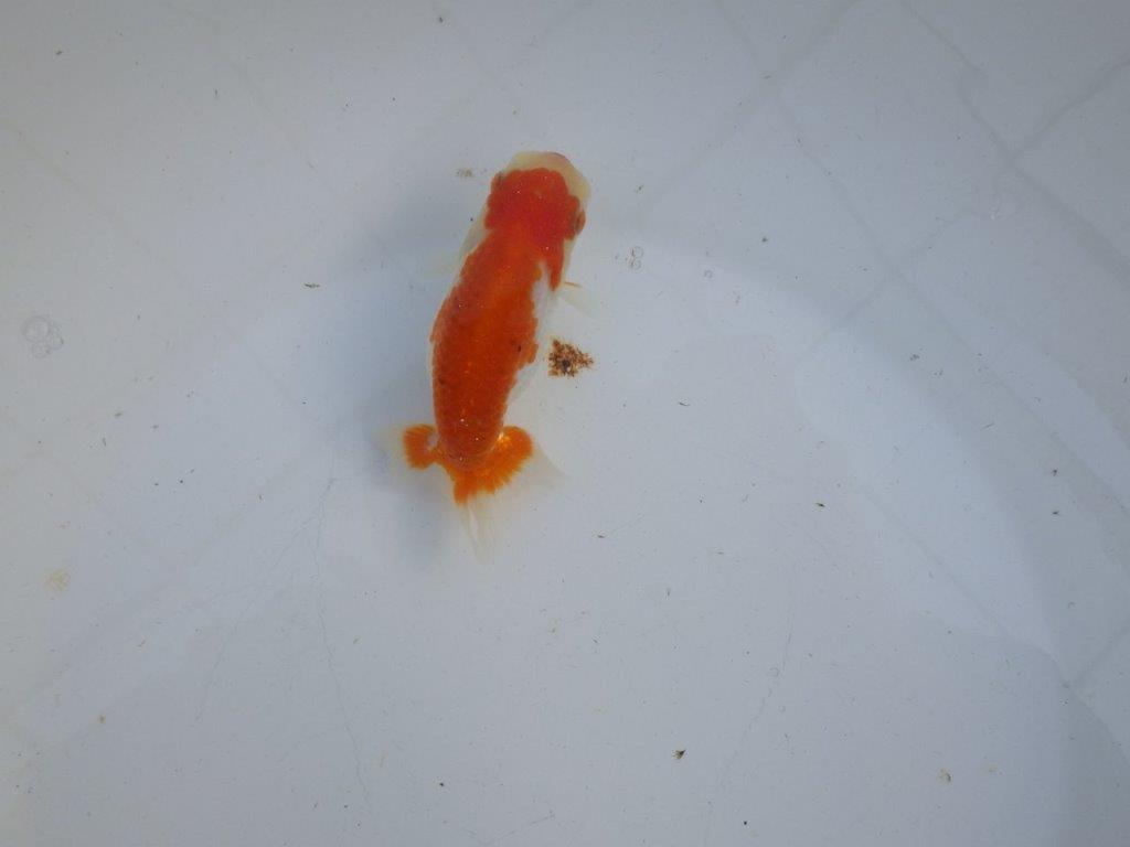 【私共がタタキ池で管理 岡山村上暢彦氏】前がかりの利いた尾当歳らんちゅう 約11㎝ メス?