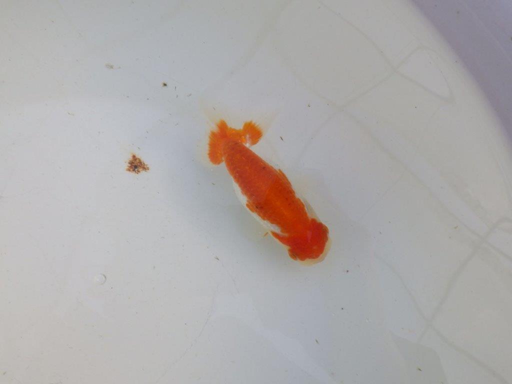 【私共がタタキ池で管理 岡山村上暢彦氏】前がかりの利いた尾当歳らんちゅう 約11㎝ メス?