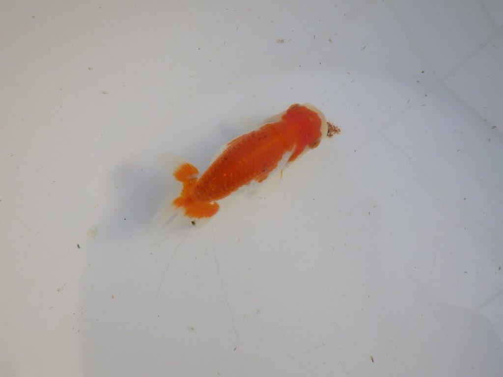 【私共がタタキ池で管理 岡山村上暢彦氏】前がかりの利いた尾当歳らんちゅう 約11㎝ メス?