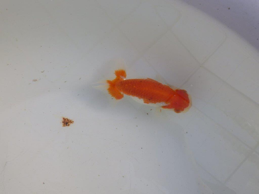 【私共がタタキ池で管理 岡山村上暢彦氏】前がかりの利いた尾当歳らんちゅう 約11㎝ メス?