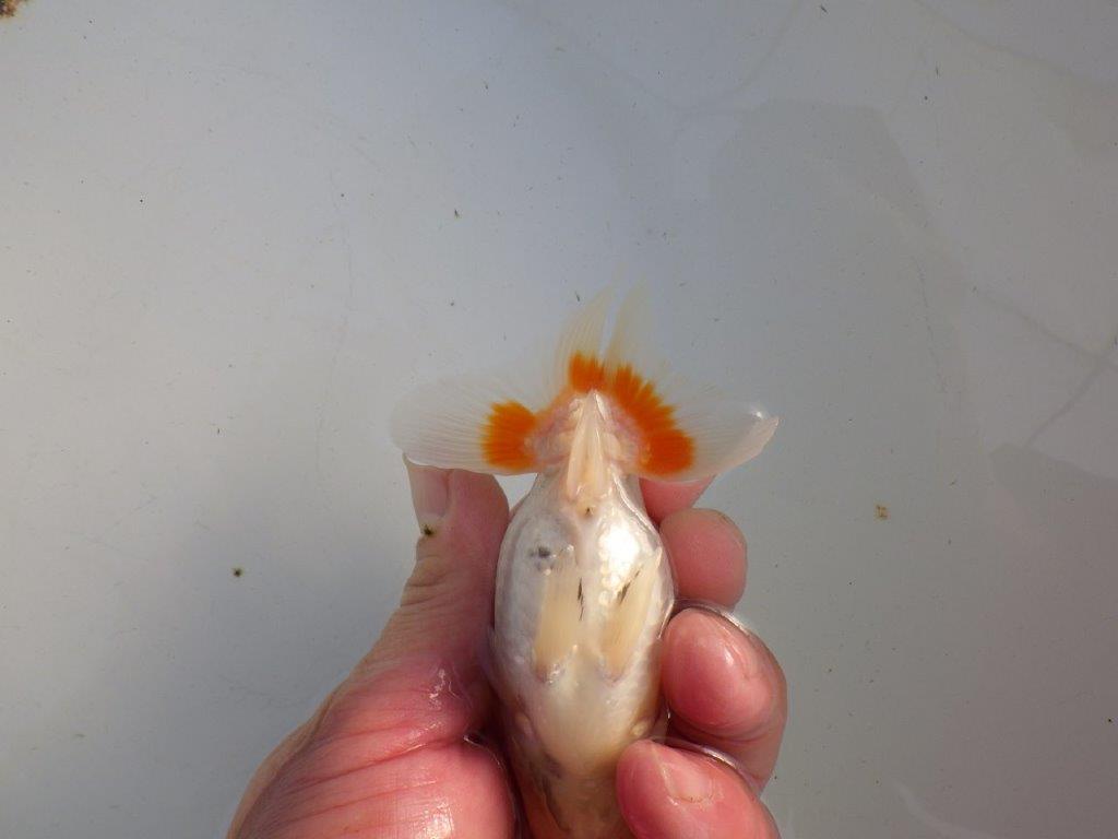 【私共がタタキ池で管理 岡山村上暢彦氏】前がかりの利いた尾当歳らんちゅう 約11㎝ メス?