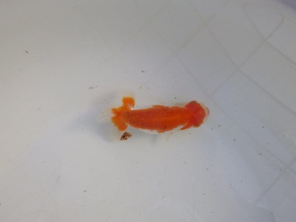 【私共がタタキ池で管理 岡山村上暢彦氏】前がかりの利いた尾当歳らんちゅう 約11㎝ メス?