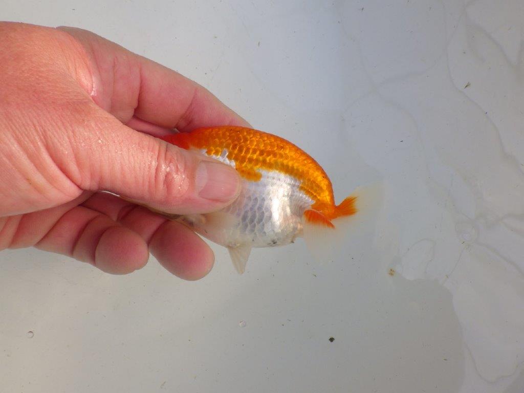 【私共がタタキ池で管理 岡山村上暢彦氏】前がかりの利いた尾当歳らんちゅう 約11㎝ メス?