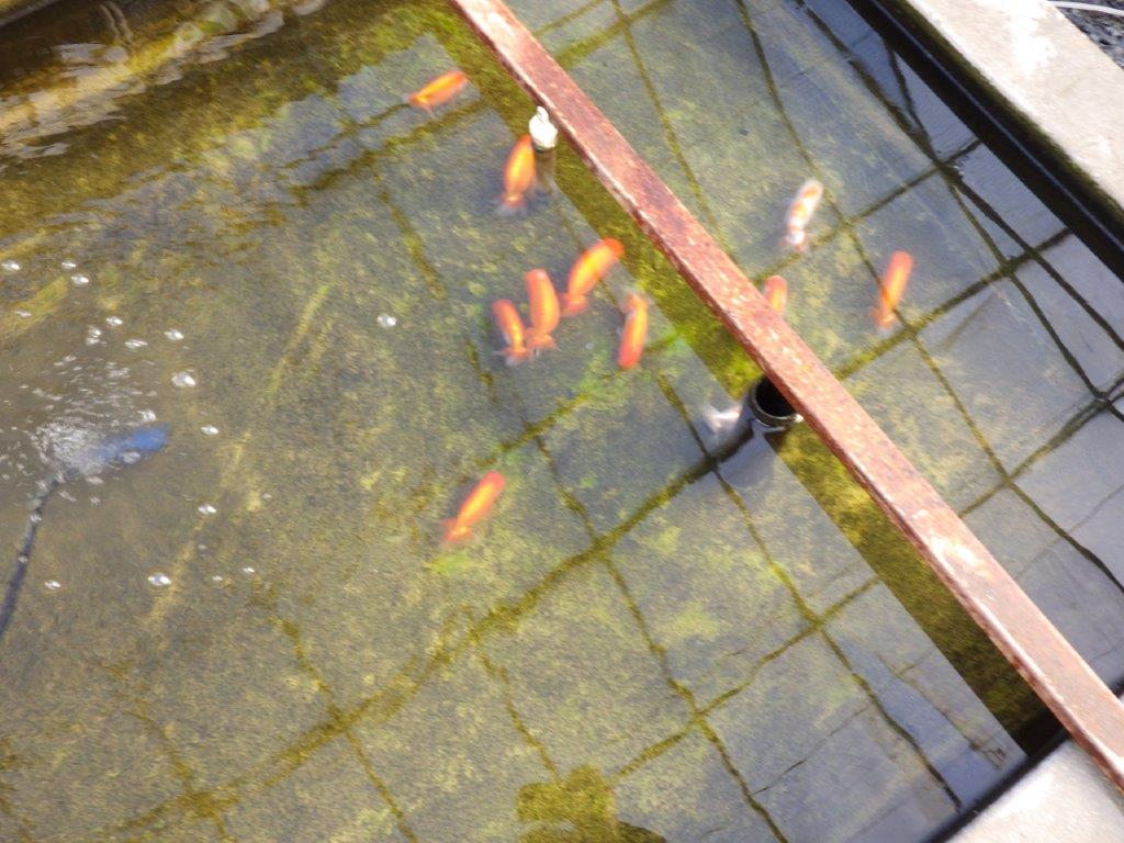 【私共がタタキ池で管理 岡山村上暢彦氏】前がかりの利いた尾当歳らんちゅう 約11㎝ メス?