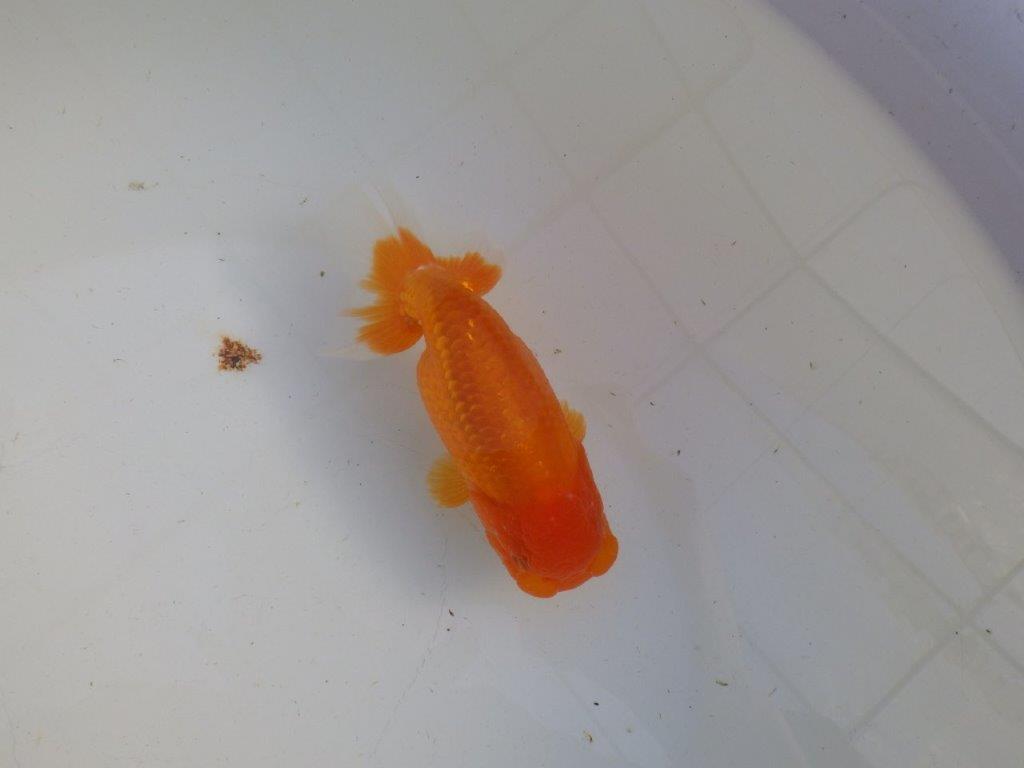 【私共がタタキ池で管理 岡山村上暢彦氏】タネにお勧め当歳らんちゅう 約13㎝ メス?