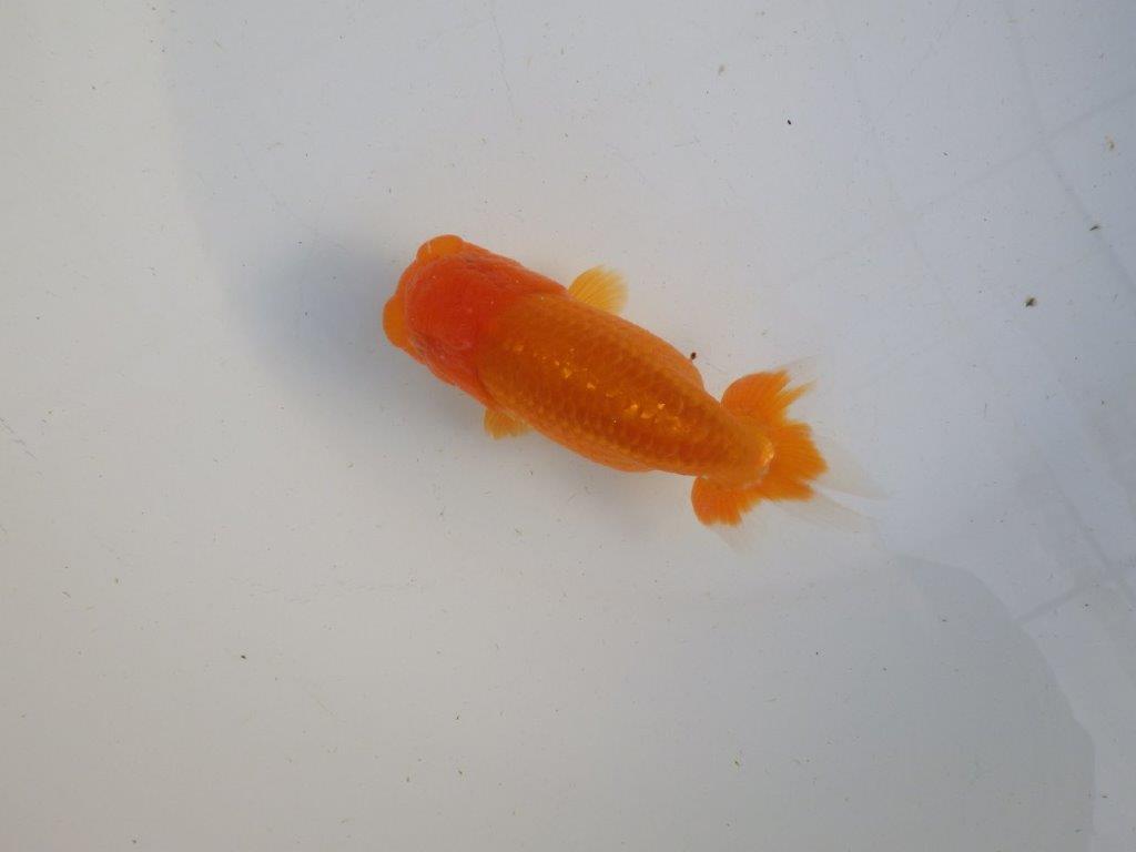 【私共がタタキ池で管理 岡山村上暢彦氏】タネにお勧め当歳らんちゅう 約13㎝ メス?