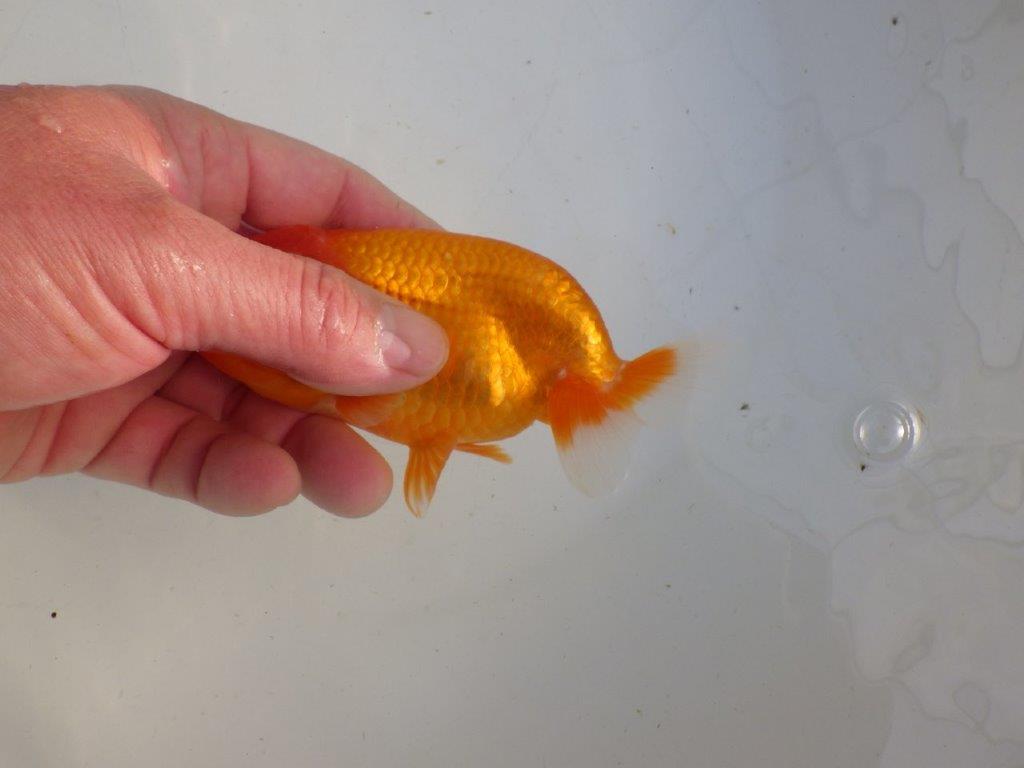 【私共がタタキ池で管理 岡山村上暢彦氏】タネにお勧め当歳らんちゅう 約13㎝ メス?