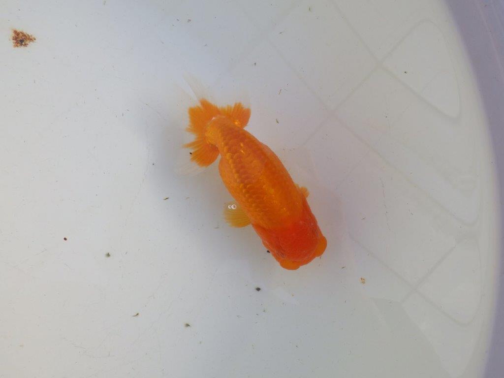 【私共がタタキ池で管理 岡山村上暢彦氏】タネにお勧め当歳らんちゅう 約13㎝ メス?