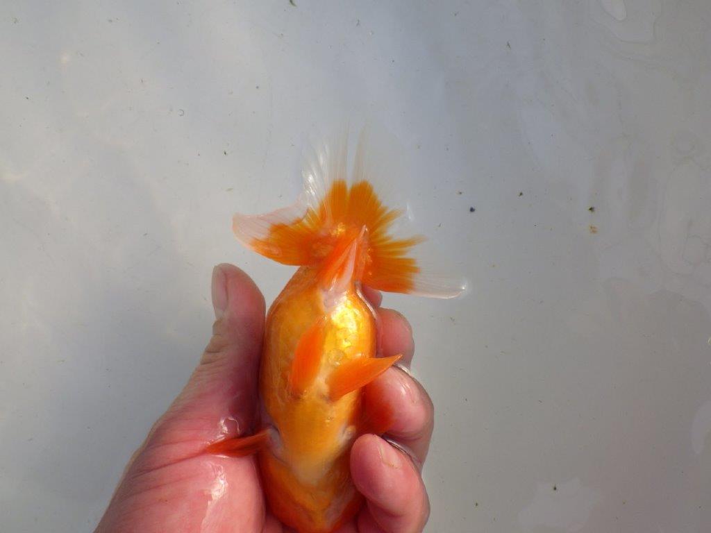 【私共がタタキ池で管理 岡山村上暢彦氏】タネにお勧め当歳らんちゅう 約13㎝ メス?