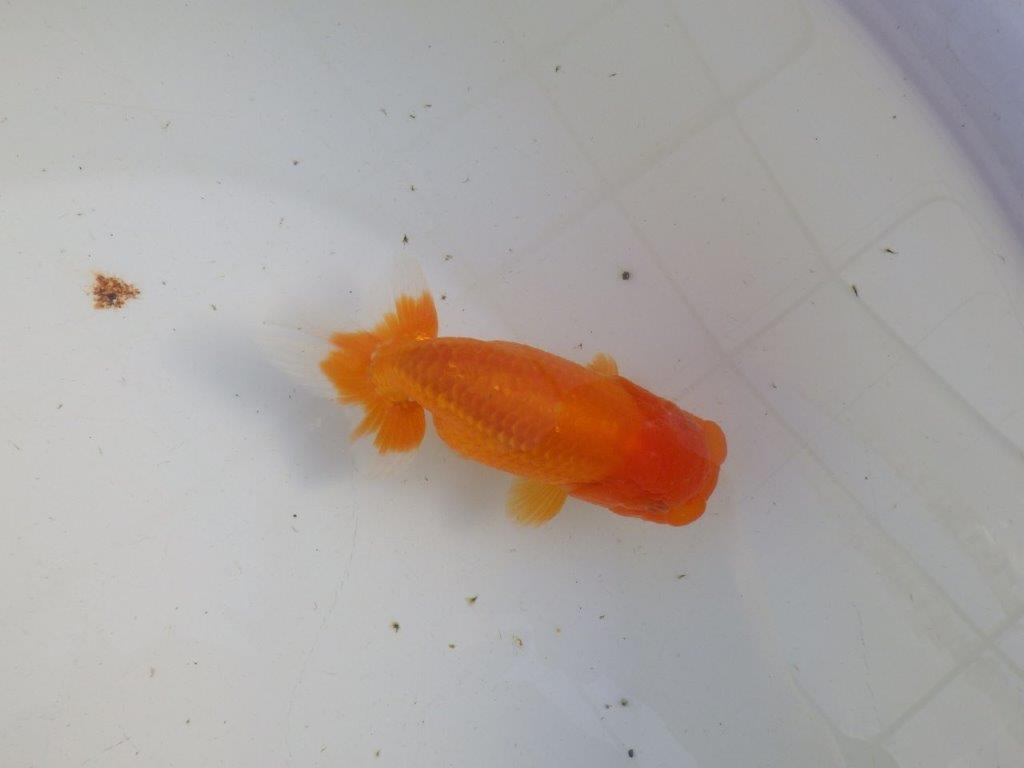 【私共がタタキ池で管理 岡山村上暢彦氏】タネにお勧め当歳らんちゅう 約13㎝ メス?