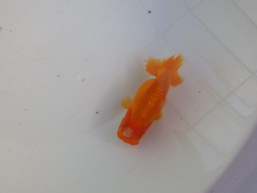 【私共がタタキ池で管理 岡山村上暢彦氏】雰囲気の良い当歳らんちゅう 約11㎝ メス?