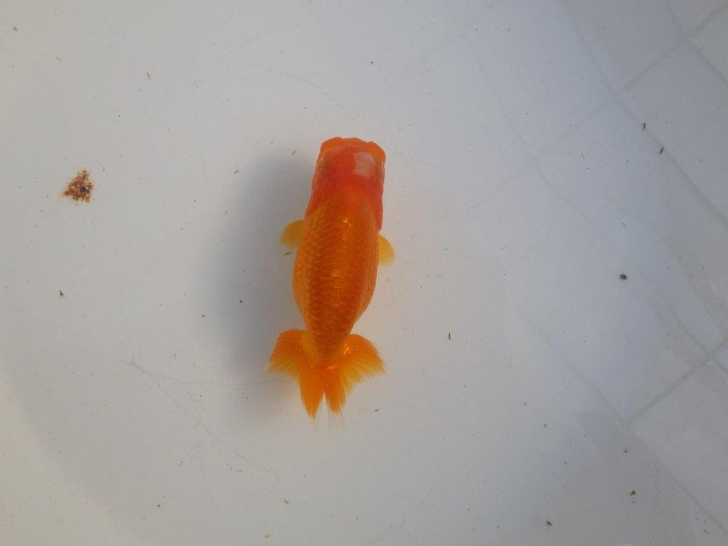 【私共がタタキ池で管理 岡山村上暢彦氏】雰囲気の良い当歳らんちゅう 約11㎝ メス?