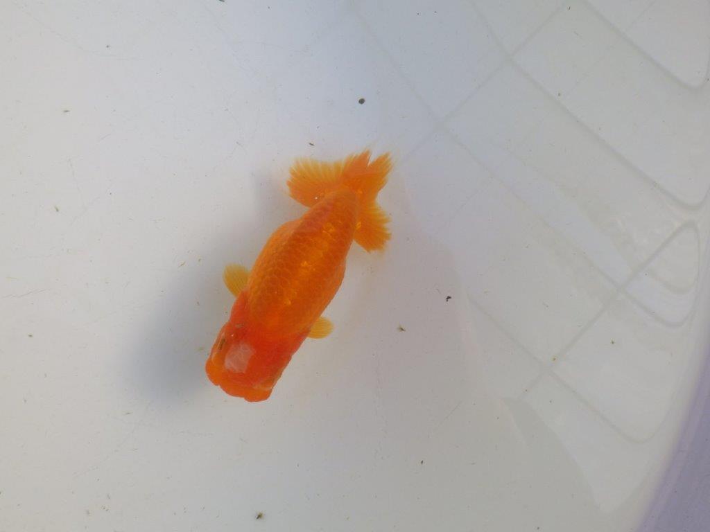 【私共がタタキ池で管理 岡山村上暢彦氏】雰囲気の良い当歳らんちゅう 約11㎝ メス?