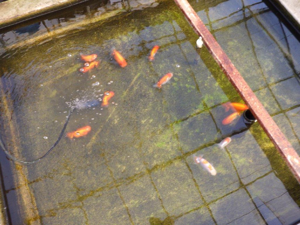 【私共がタタキ池で管理 岡山村上暢彦氏】雰囲気の良い当歳らんちゅう 約11㎝ メス?