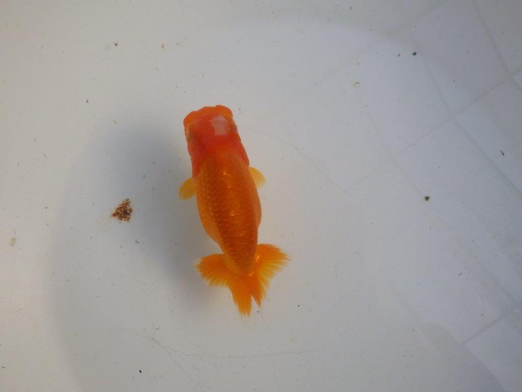 【私共がタタキ池で管理 岡山村上暢彦氏】雰囲気の良い当歳らんちゅう 約11㎝ メス?