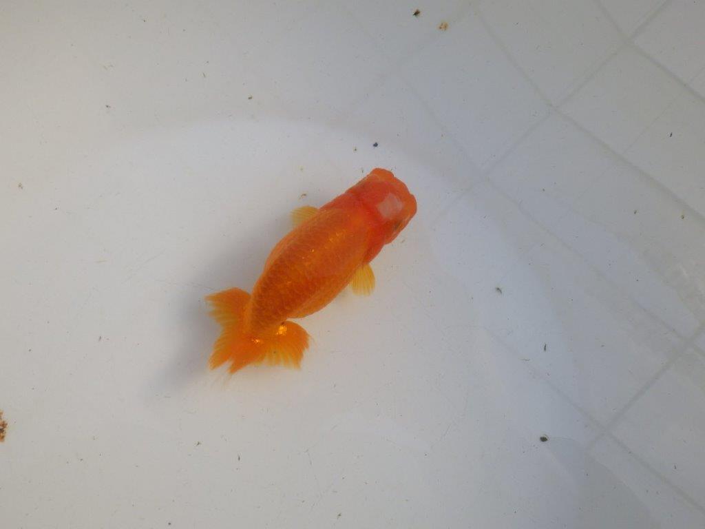 【私共がタタキ池で管理 岡山村上暢彦氏】雰囲気の良い当歳らんちゅう 約11㎝ メス?