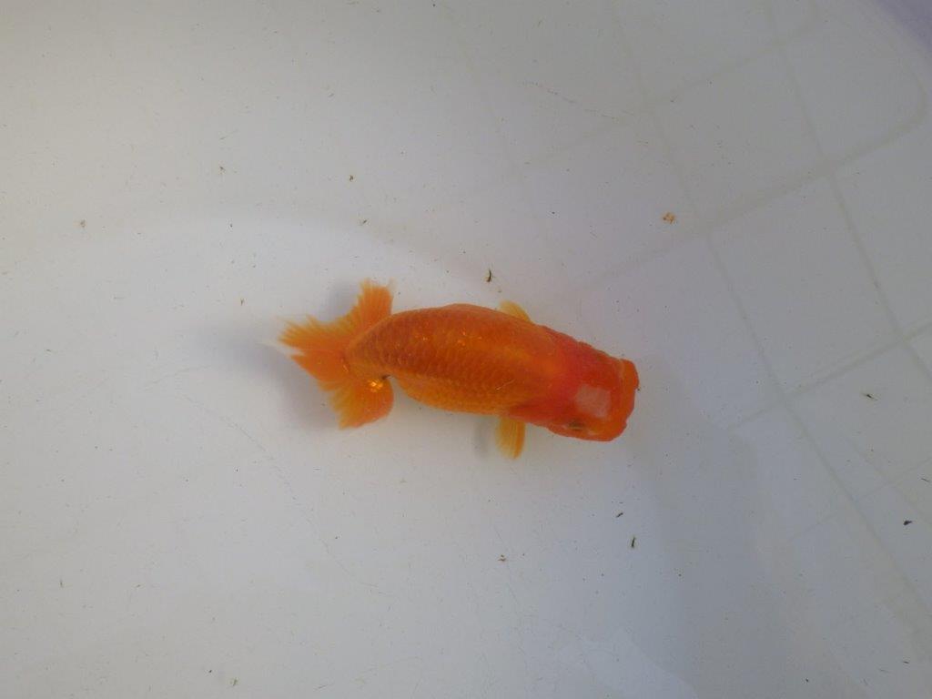 【私共がタタキ池で管理 岡山村上暢彦氏】雰囲気の良い当歳らんちゅう 約11㎝ メス?