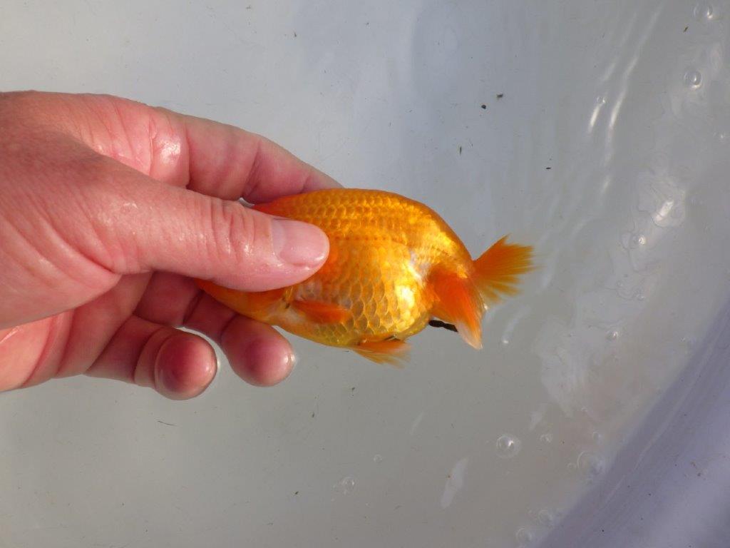 【私共がタタキ池で管理 岡山村上暢彦氏】雰囲気の良い当歳らんちゅう 約11㎝ メス?