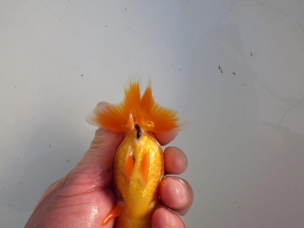 【私共がタタキ池で管理 岡山村上暢彦氏】雰囲気の良い当歳らんちゅう 約11㎝ メス?