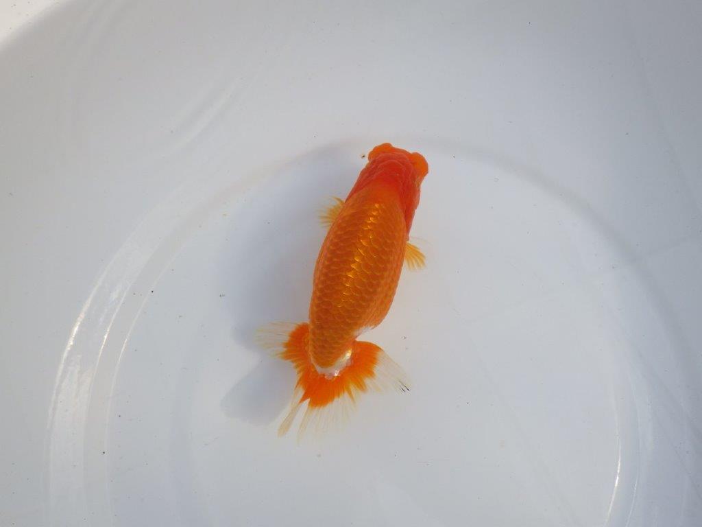 【今期は最終　岡山村上暢彦氏】おすすめ！当歳らんちゅう　約14,5㎝ メス？