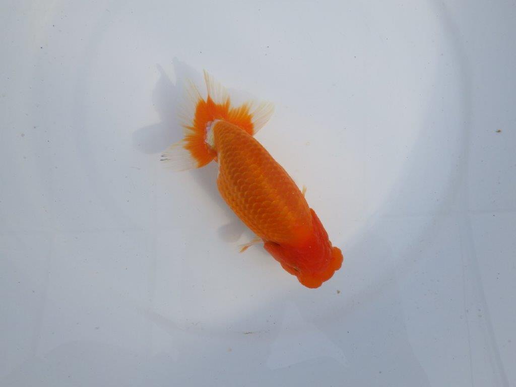 【今期は最終　岡山村上暢彦氏】おすすめ！当歳らんちゅう　約14,5㎝ メス？