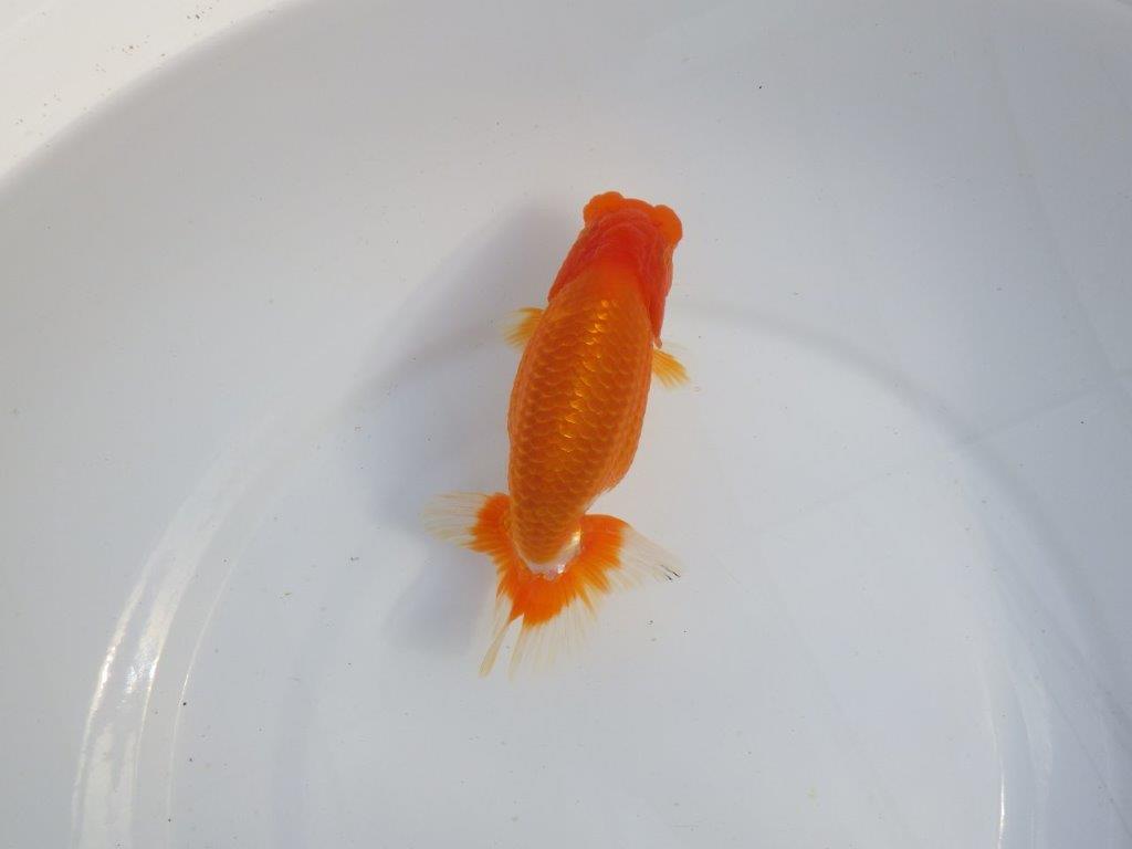 【今期は最終　岡山村上暢彦氏】おすすめ！当歳らんちゅう　約14,5㎝ メス？