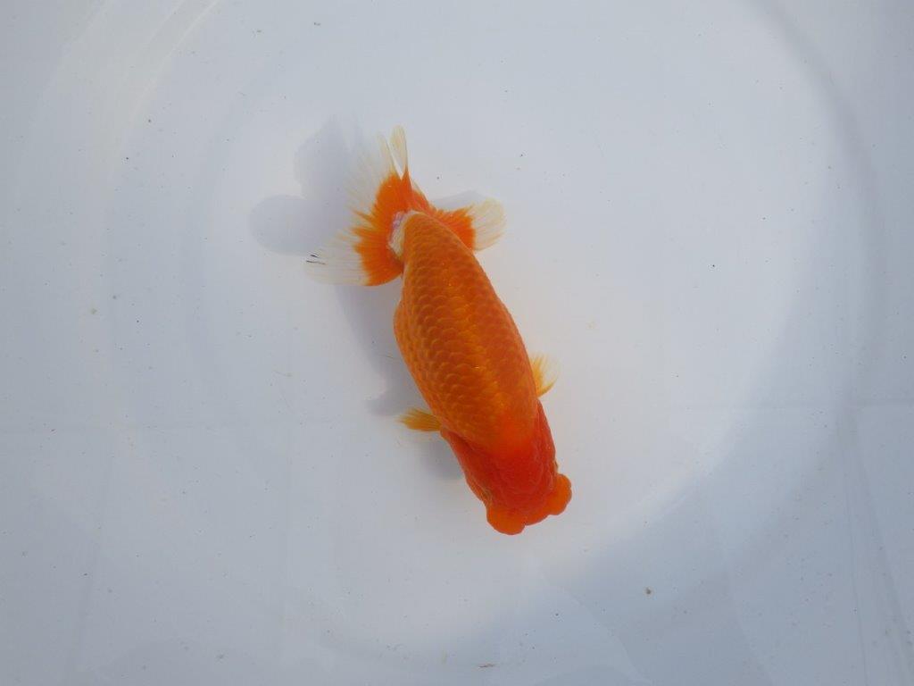 【今期は最終　岡山村上暢彦氏】おすすめ！当歳らんちゅう　約14,5㎝ メス？