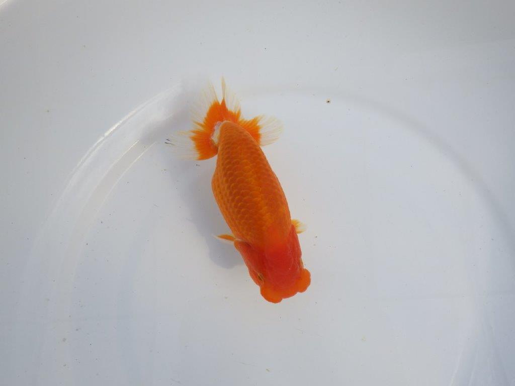 【今期は最終　岡山村上暢彦氏】おすすめ！当歳らんちゅう　約14,5㎝ メス？