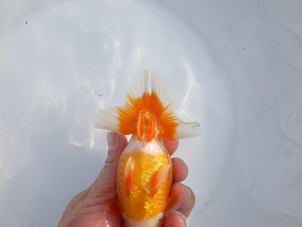 【今期は最終　岡山村上暢彦氏】おすすめ！当歳らんちゅう　約14,5㎝ メス？