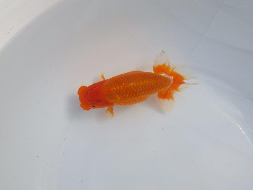 【今期は最終　岡山村上暢彦氏】おすすめ！当歳らんちゅう　約14,5㎝ メス？