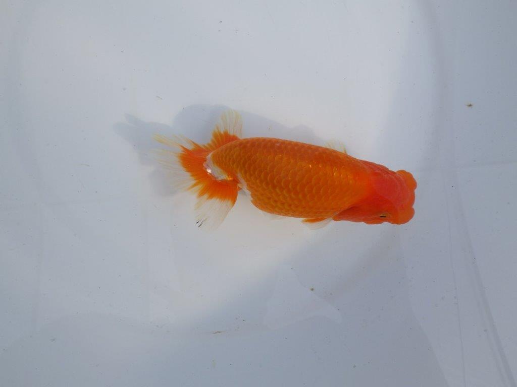 【今期は最終　岡山村上暢彦氏】おすすめ！当歳らんちゅう　約14,5㎝ メス？