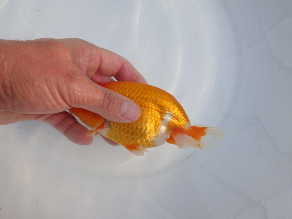 【今期は最終　岡山村上暢彦氏】おすすめ！当歳らんちゅう　約14,5㎝ メス？