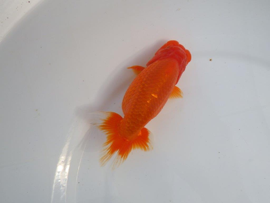 【今期は最終　岡山村上暢彦氏】弐歳おすすめ！当歳らんちゅう　約14,5㎝ メス？の上身