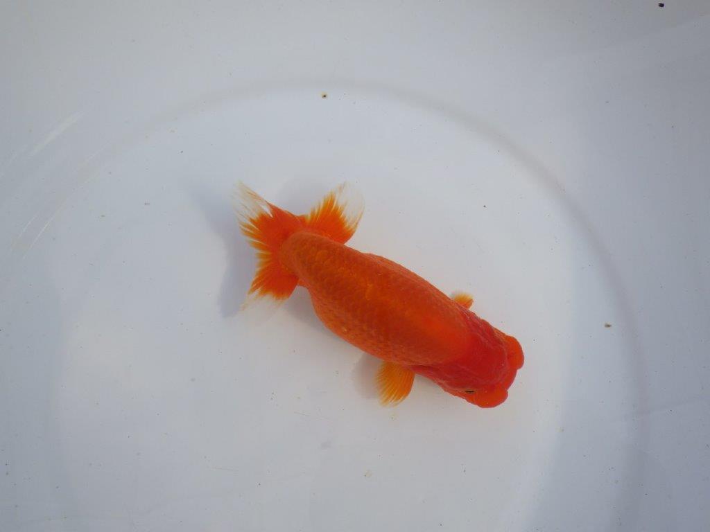 【今期は最終　岡山村上暢彦氏】弐歳おすすめ！当歳らんちゅう　約14,5㎝ メス？