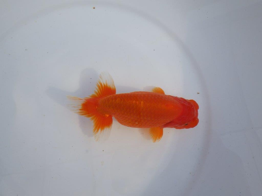 【今期は最終　岡山村上暢彦氏】弐歳おすすめ！当歳らんちゅう　約14,5㎝ メス？