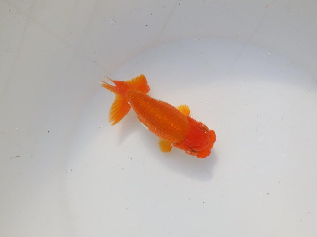 【二歳らんちゅう】頭の良い更紗らんちゅう 約12,5㎝ メス?