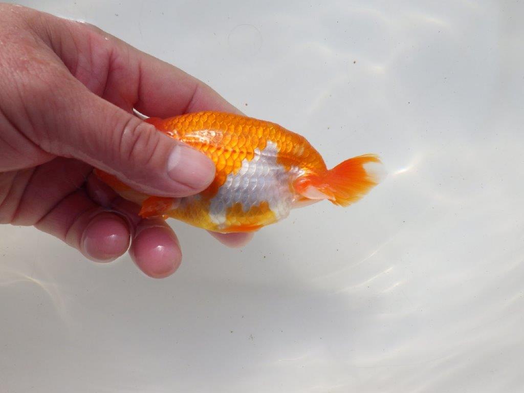 【二歳らんちゅう】頭の良い更紗らんちゅう 約12,5㎝ メス?