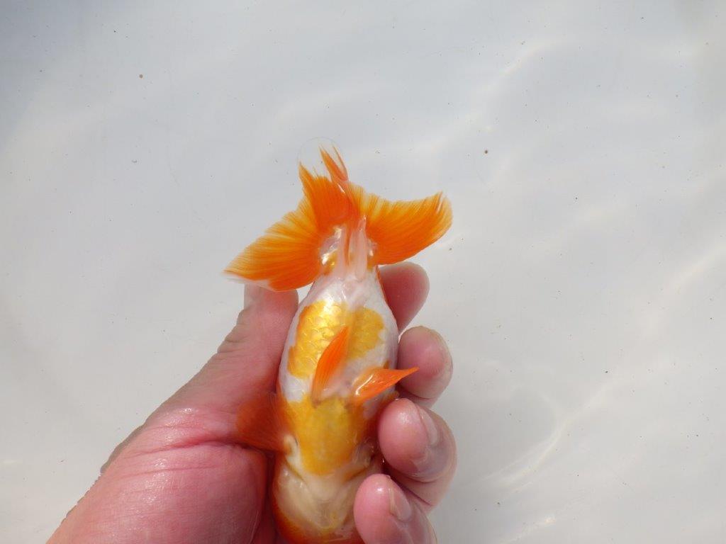 【二歳らんちゅう】頭の良い更紗らんちゅう 約12,5㎝ メス?