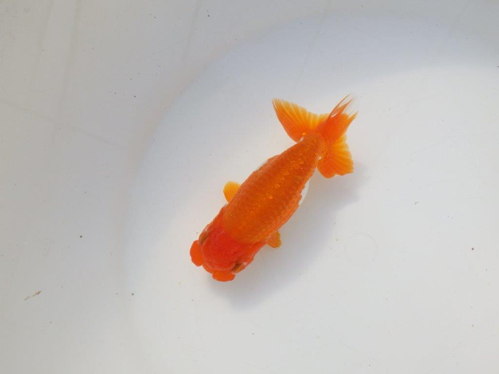 【二歳らんちゅう】頭の良い更紗らんちゅう 約12,5㎝ メス?