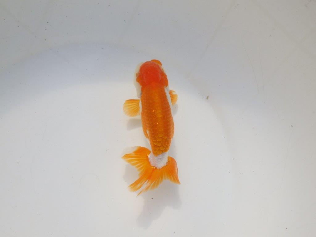 【二歳らんちゅう】綺麗な柄の更紗らんちゅう 約13㎝ オス?