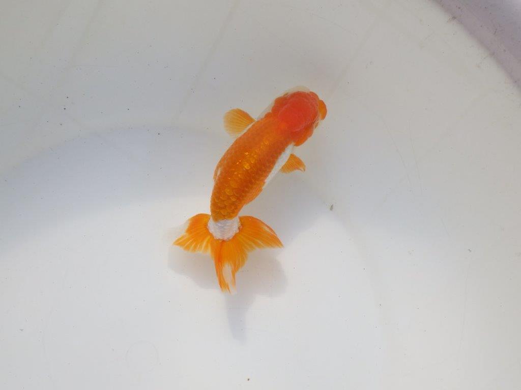 【二歳らんちゅう】綺麗な柄の更紗らんちゅう 約13㎝ オス?