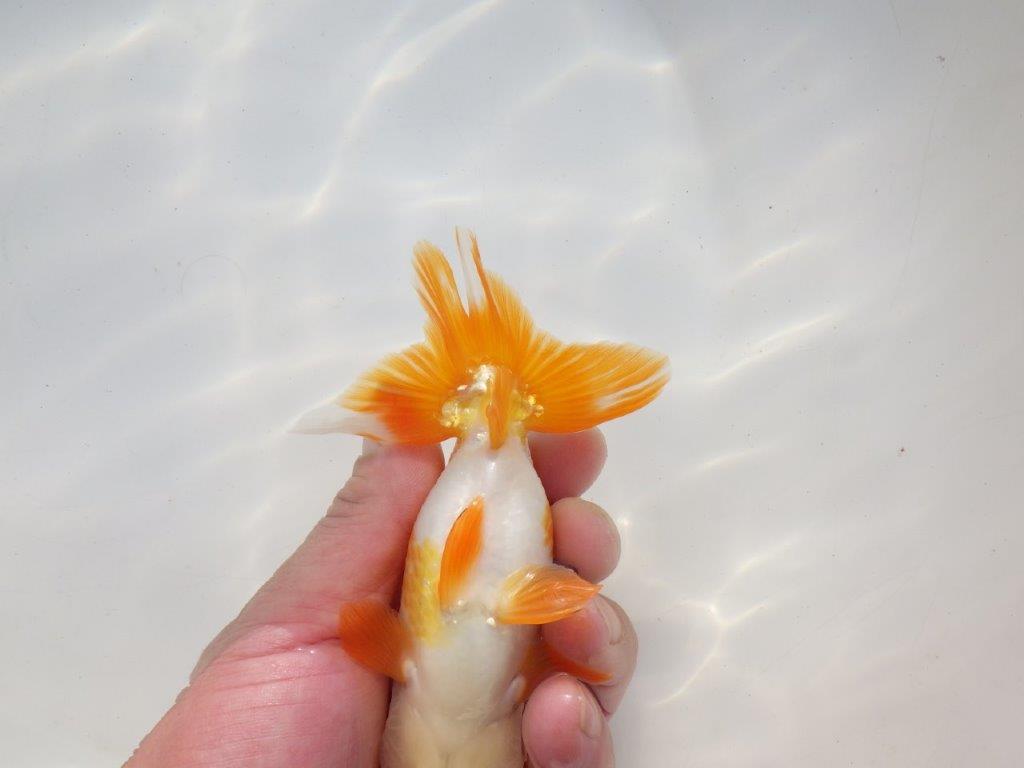 【二歳らんちゅう】綺麗な柄の更紗らんちゅう 約13㎝ オス?