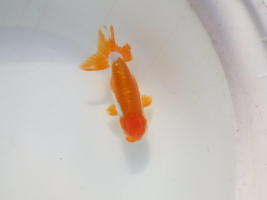 【二歳らんちゅう】綺麗な柄の更紗らんちゅう 約13㎝ オス?